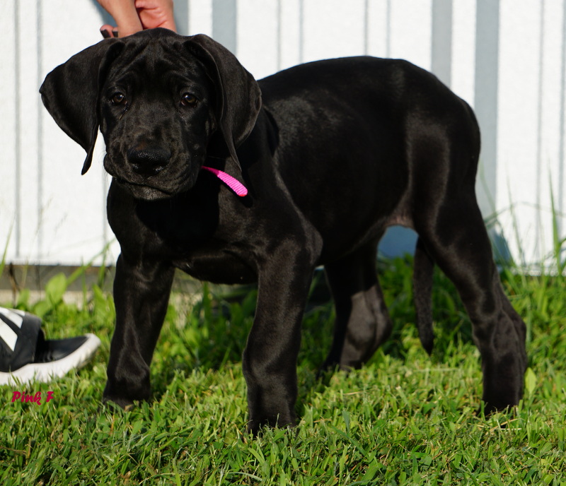 A black dog standing in the grass with its pink collar.