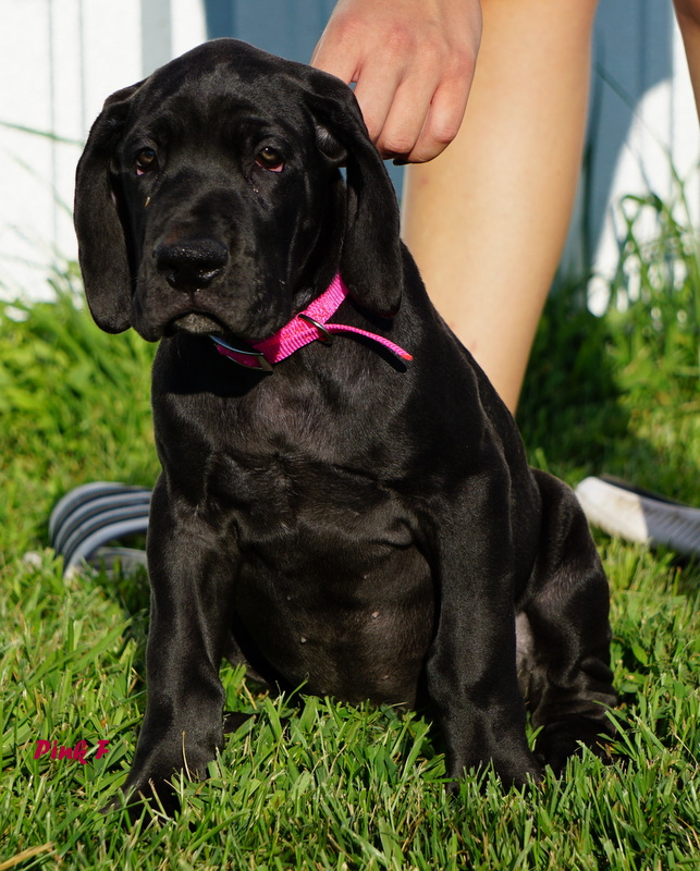 A black dog sitting in the grass with its head on someones arm.