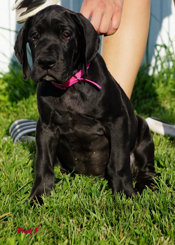 A black dog sitting in the grass with its head on his hind legs.