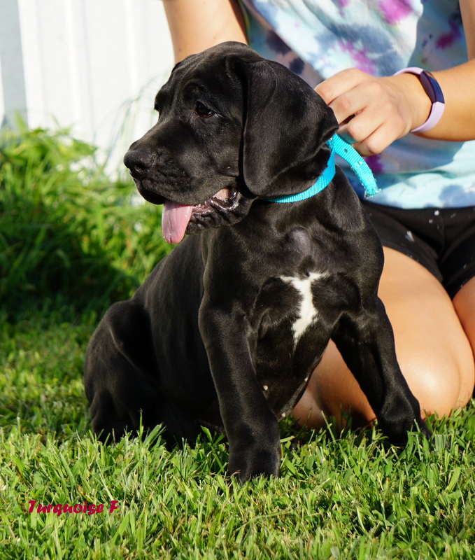A black dog sitting in the grass with its owner.