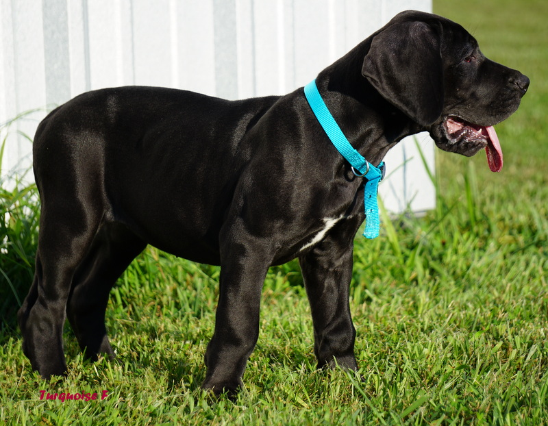 A black dog with blue collar standing in grass.