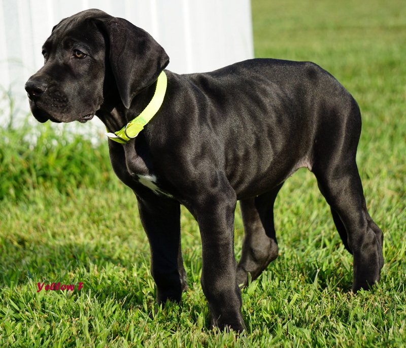 A black dog with yellow collar standing in grass.