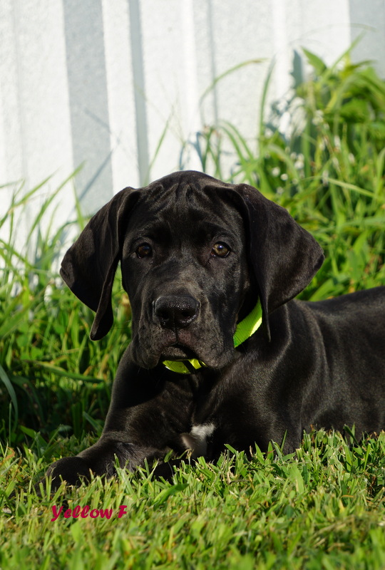 A black dog laying in the grass with its head on his paws.