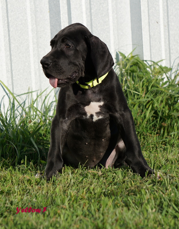 A black dog sitting in the grass with its head turned to the side.