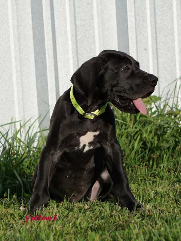 A black dog sitting in the grass with its tongue hanging out.