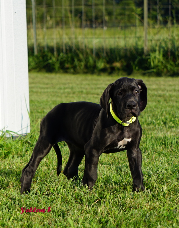 A black dog standing in the grass with its head down.