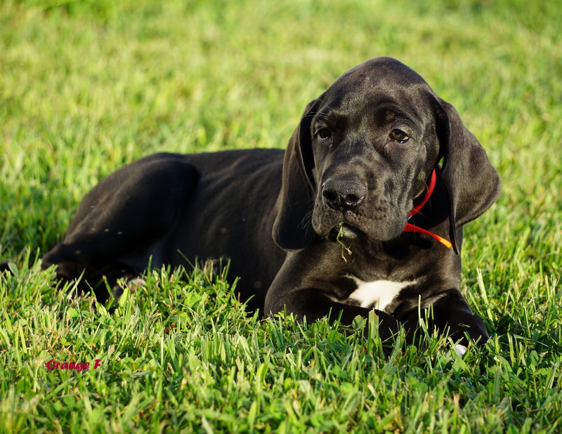 A black dog laying in the grass with its head on his paws.