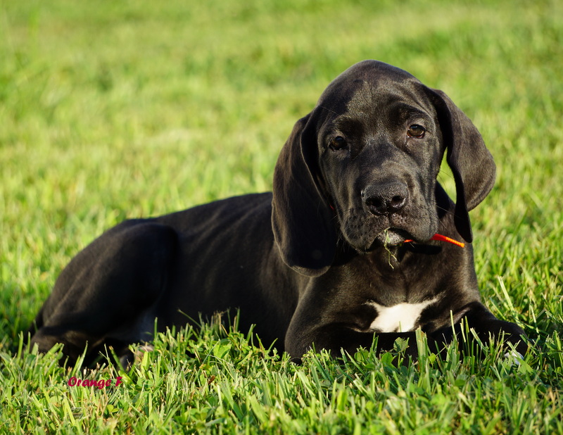 A black dog laying in the grass with its tongue hanging out.