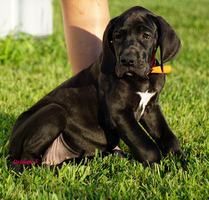 A black dog sitting in the grass with an orange tag.