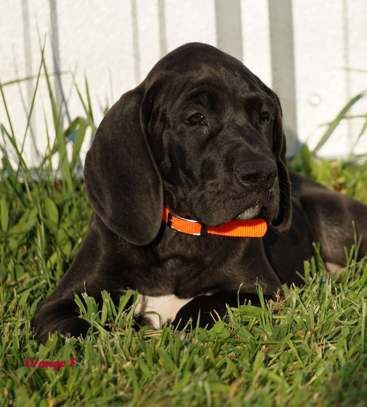A black dog laying in the grass with an orange collar.