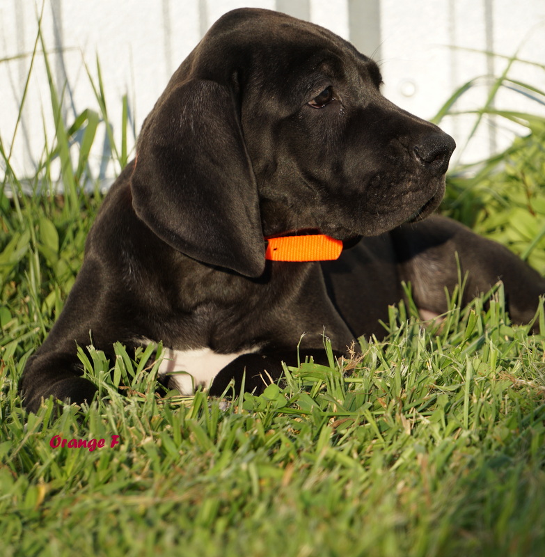 A black dog laying in the grass with an orange tag.