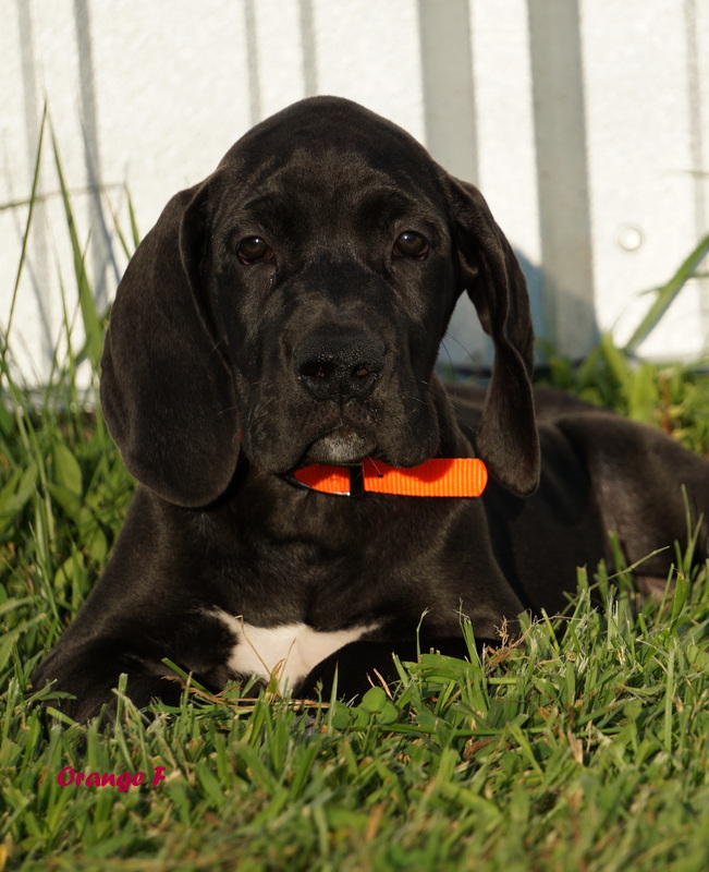A black dog laying in the grass with an orange carrot in its mouth.