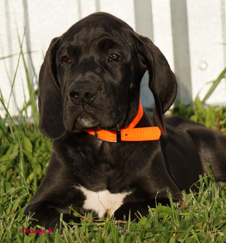 A black dog with an orange collar laying in the grass.