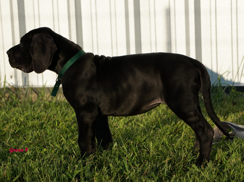A black dog standing in the grass near a fence.
