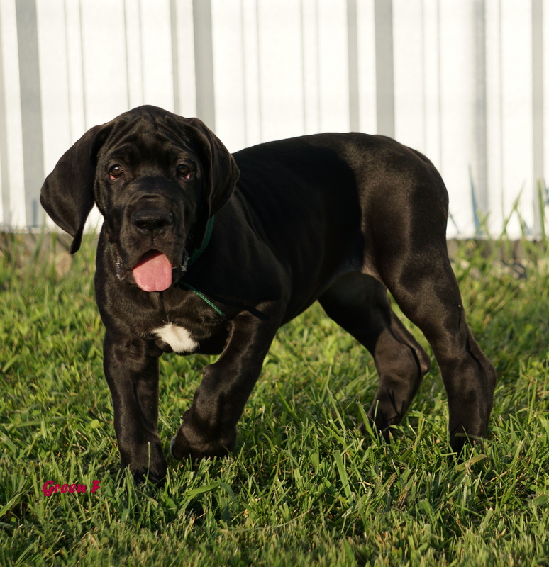 A black dog standing in the grass with its tongue hanging out.