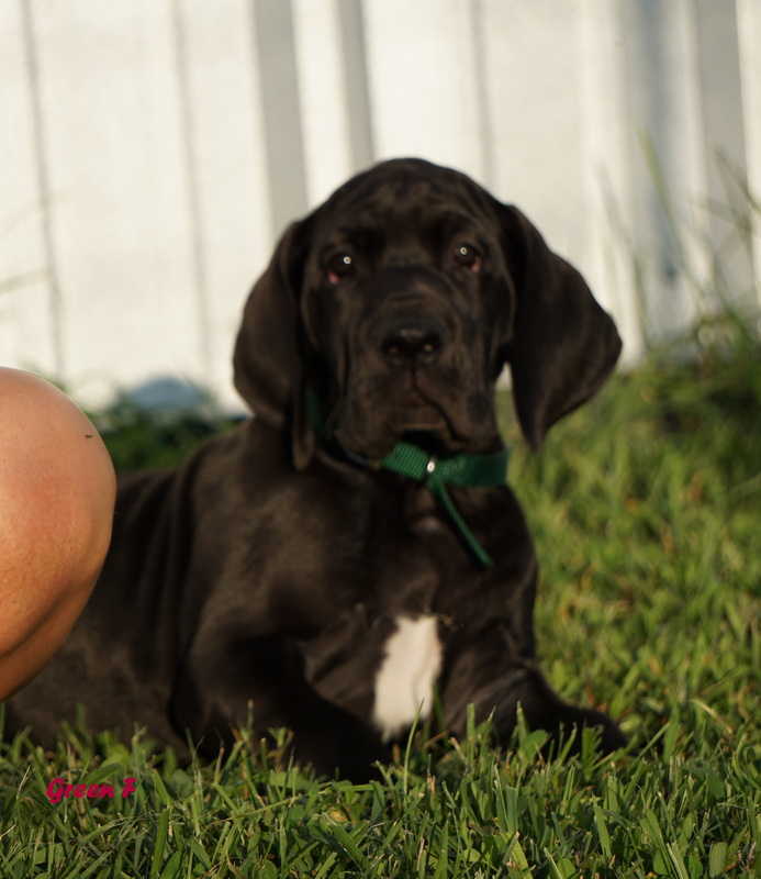 A black dog laying in the grass next to a ball.