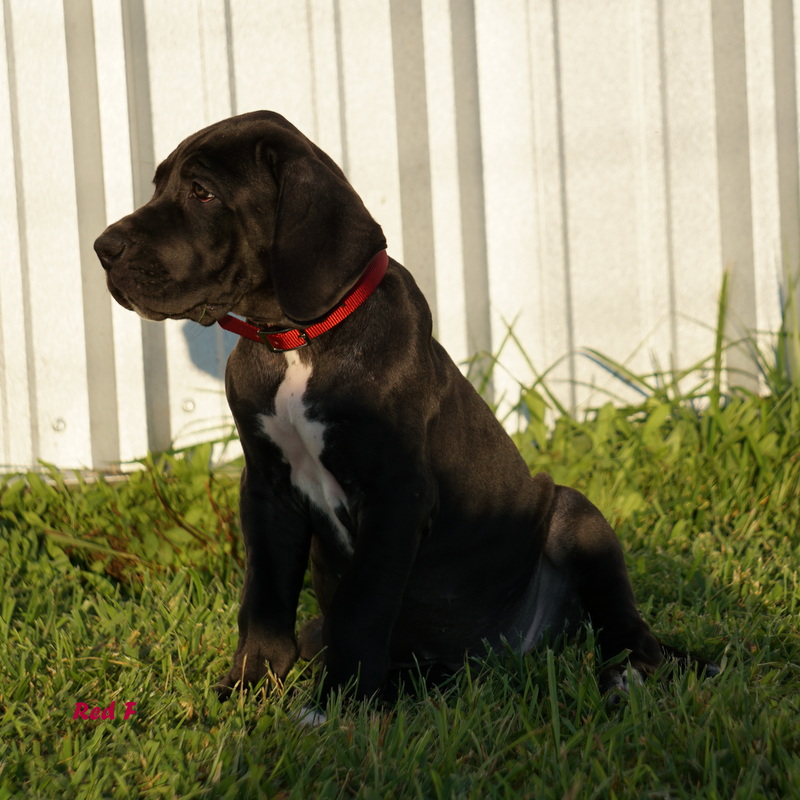 A black dog sitting in the grass near a fence.