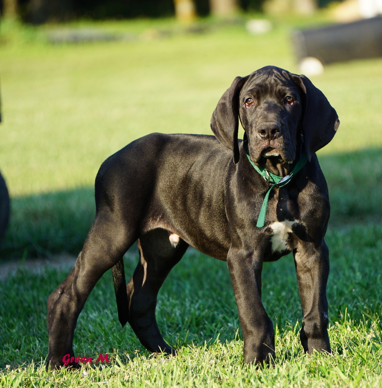 A black dog standing in the grass with its mouth open.