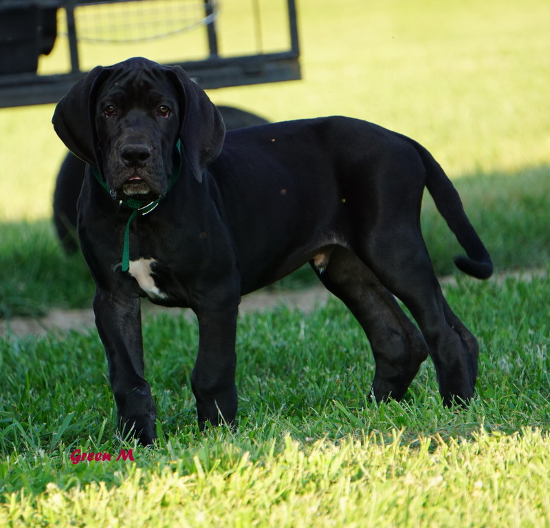 A black dog standing in the grass near a fence.