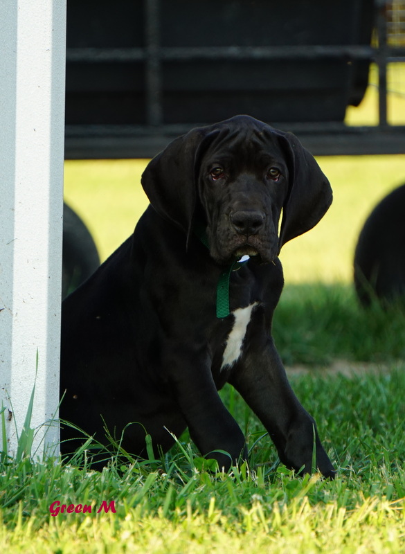 A black dog sitting in the grass next to a white pole.