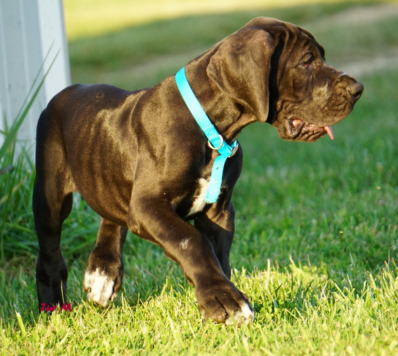A dog with blue collar standing in grass.