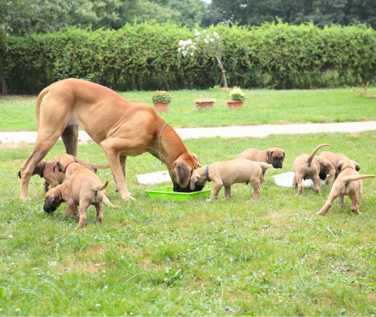 A dog is sniffing at the ground with its puppies.