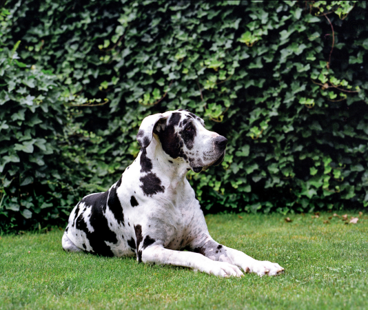 A black and white dog sitting in the grass.