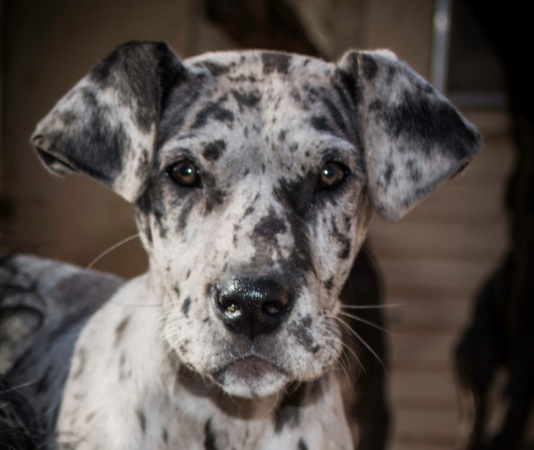 A close up of a dog 's face with spots