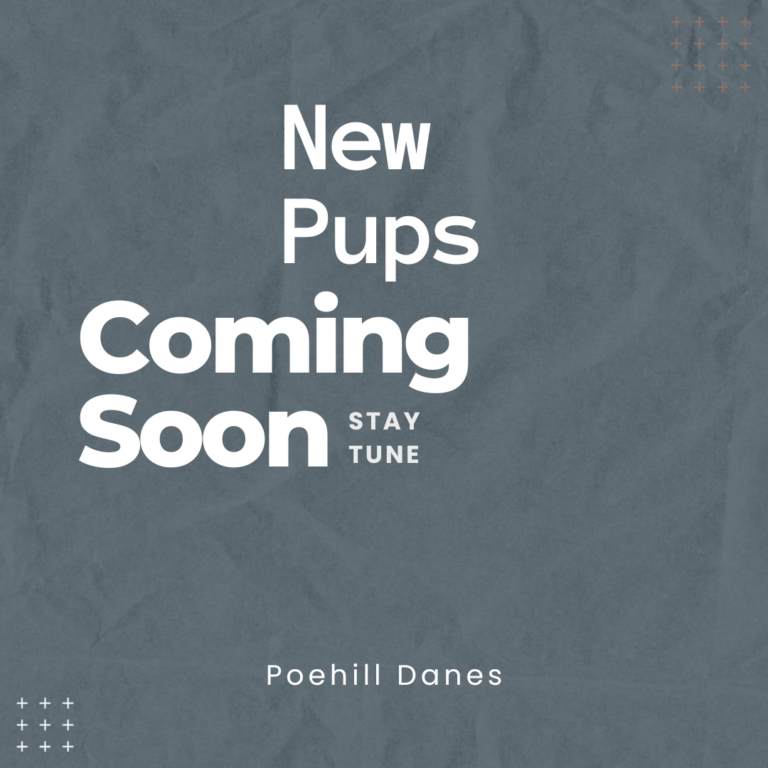A grey background with the words new pups coming soon stay tune.