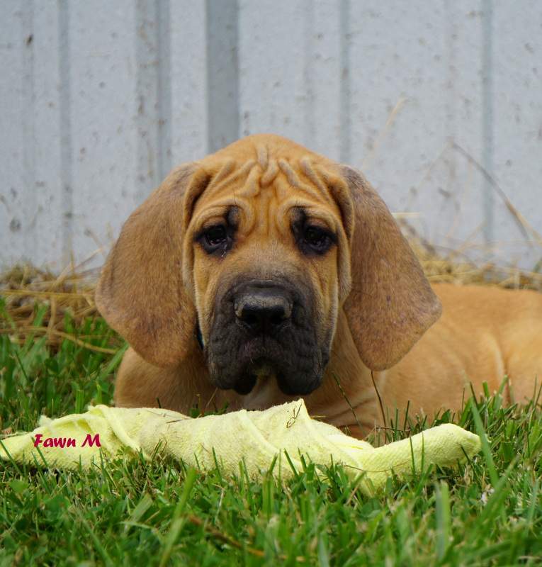 A dog laying in the grass with its head on his paw.