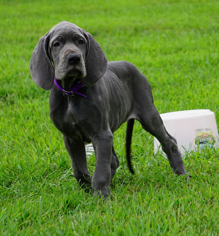 A dog standing in the grass near a white bucket.