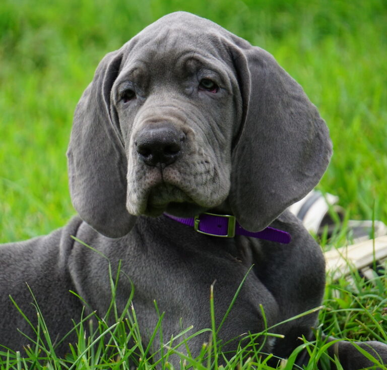 A dog laying in the grass with its head on his paws.