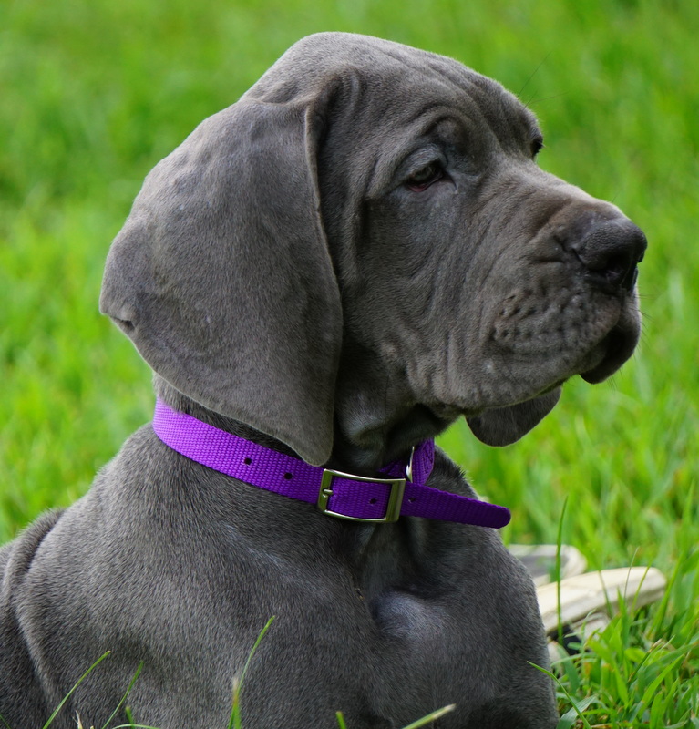 A close up of a dog wearing a collar