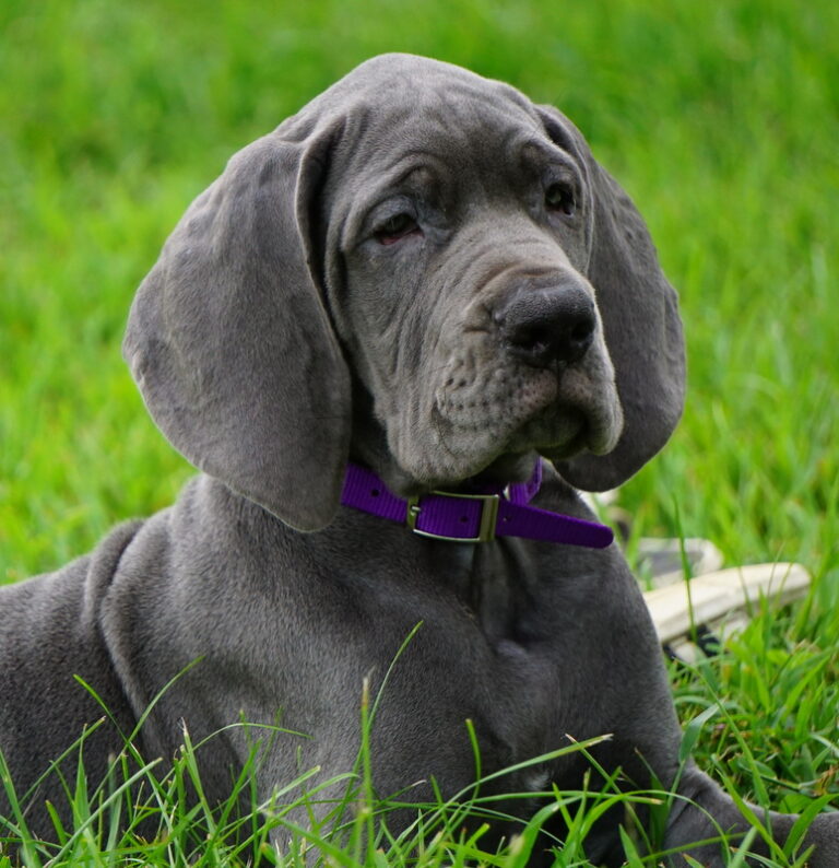 A dog with purple collar laying in the grass.