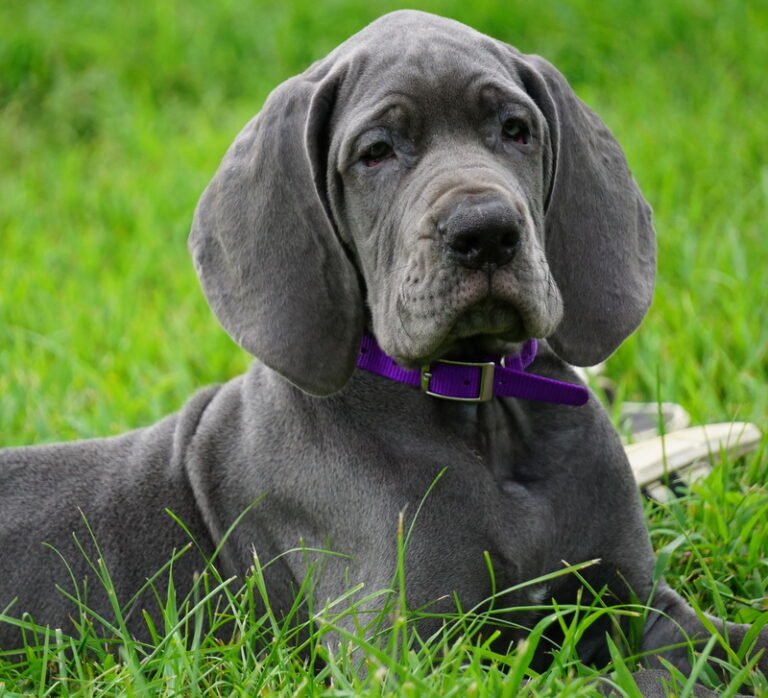 A dog with purple collar laying in the grass.