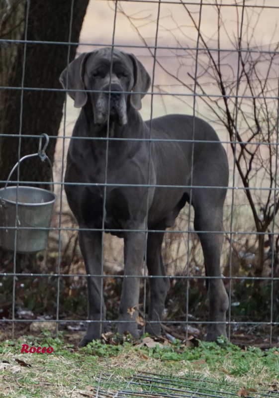 A dog standing in front of a wire fence.