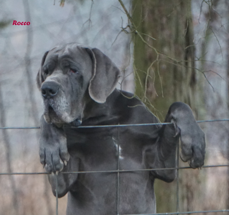 A dog standing behind a fence looking at the camera.