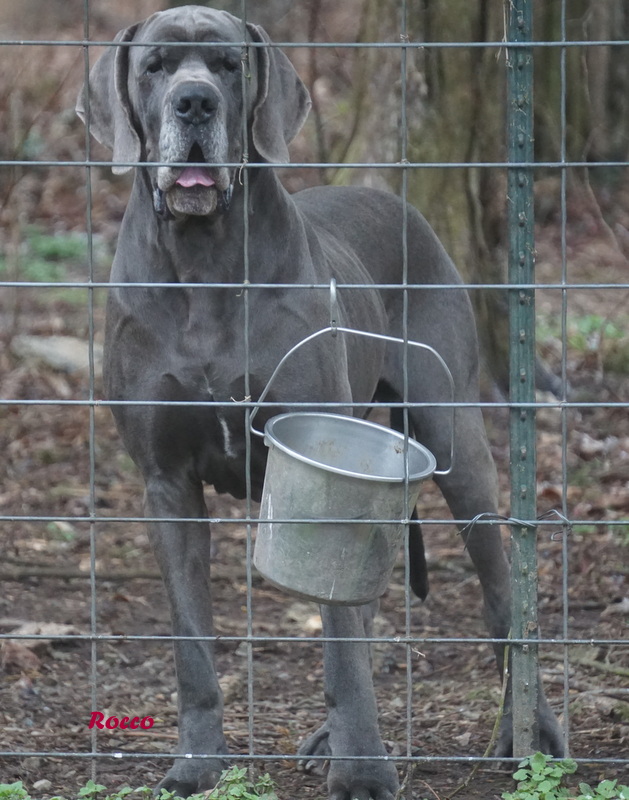 A dog with a bucket in its mouth behind a fence.