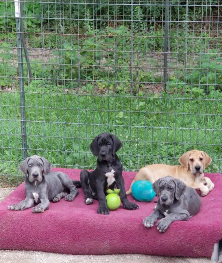 Four dogs sitting on a pink blanket in the grass.