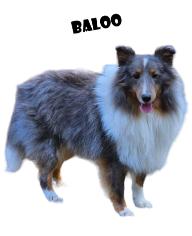 Baloo 1