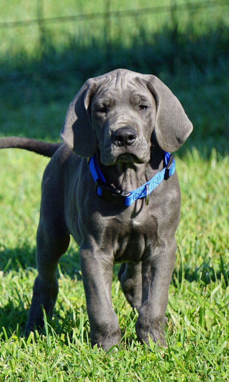 Explore Our Available Great Dane Puppies - Poe Hill Danes