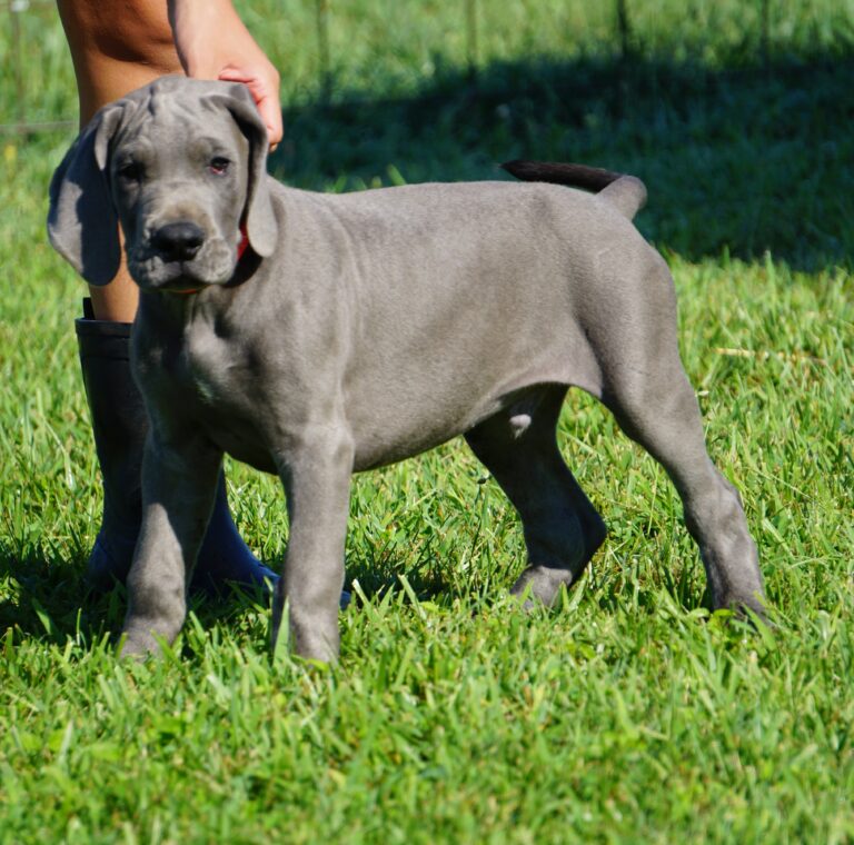 Explore Our Available Great Dane Puppies - Poe Hill Danes