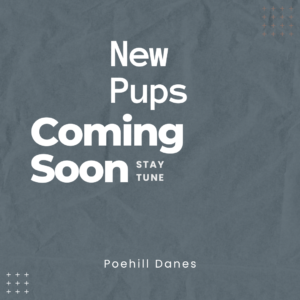 New-Puppy-Coming-Soon-300x300